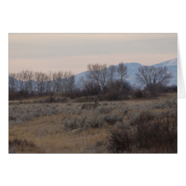 D4 Mule Deer Bok en Sweet Grass Hills (Voorkant Horizontaal)