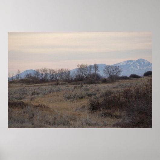 D4 Mule Deer Sweet Grass Hills Poster (Voorkant)
