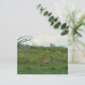 D5 Muildierhinde en Jong Briefkaart (Staand voorkant)
