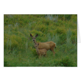 D5 Mule Deer Doe en Fawn