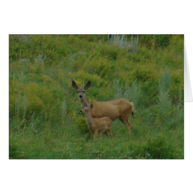 D5 Mule Deer Doe en Fawn (Voorkant Horizontaal)