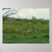 D5 Mule Deer Doe en Fawn Poster (Voorkant)
