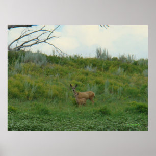 D5 Mule Deer Doe en Fawn Poster