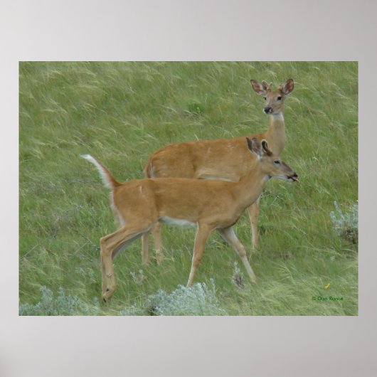 D6 Witstaartslang uit de tongen Poster (Voorkant)