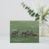 D7 Mule Deer bokken in de lente Briefkaart (Staand voorkant)