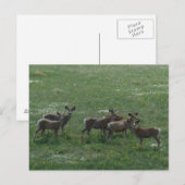 D7 Mule Deer bokken in de lente Briefkaart (Voorkant / Achterkant)