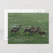 D7 Mule Deer Bucks in het voorjaar Briefkaart (Voorkant / Achterkant)