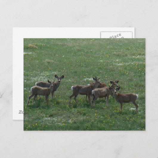 D7 Mule Deer Bucks in het voorjaar Briefkaart (Voorkant / Achterkant)