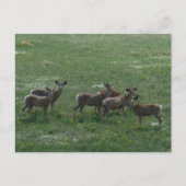 D7 Mule Deer Bucks in het voorjaar Briefkaart (Voorkant)