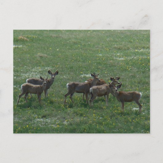 D7 Mule Deer Bucks in het voorjaar Briefkaart (Voorkant)