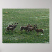 D7 Mule Deer Spring Bucks op Green Poster (Voorkant)