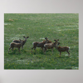 D7 Mule Deer Spring Bucks op Green Poster