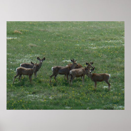 D7 Mule Deer Spring Bucks op Green Poster (Voorkant)