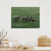 D7 Mule Deer Spring Bucks op Green Poster (Keuken)