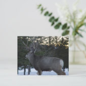 D8 Mule Deer Buck Briefkaart (Staand voorkant)