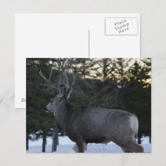 D8 Mule Deer Buck Briefkaart (Voorkant / Achterkant)