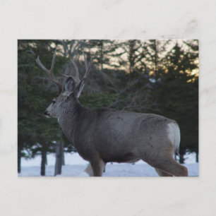 D8 Mule Deer Buck Briefkaart
