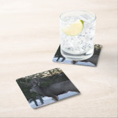 D8 Mule Deer Buck Kartonnen Onderzetters (Insitu)