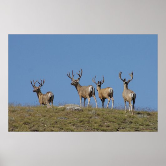 D9 Mule Deer bokken in fluweel Poster (Voorkant)
