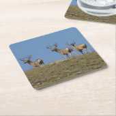 D9 Mule Deer Bucks in Velvet Kartonnen Onderzetters (Schuin)