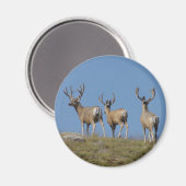 D9 Mule Deer Bucks in Velvet Magneet (Voorkant / Achterkant)