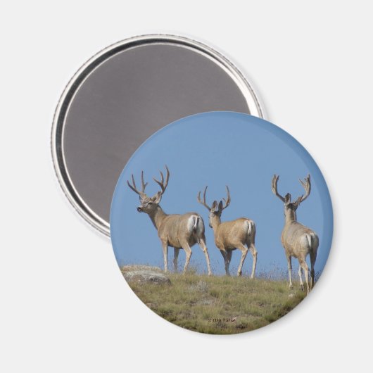 D9 Mule Deer Bucks in Velvet Magneet (Voorkant / Achterkant)