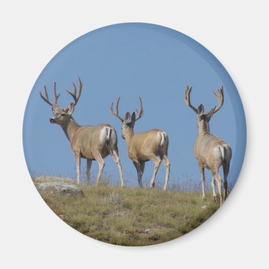 D9 Mule Deer Bucks in Velvet Magneet (Voorkant)