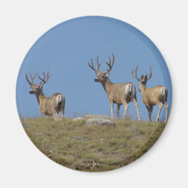 D9 Mule Deer Bucks in Velvet Magneet