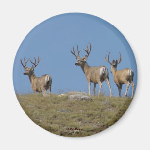 D9 Mule Deer Bucks in Velvet Magneet