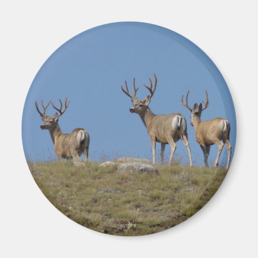 D9 Mule Deer Bucks in Velvet Magneet (Voorkant)