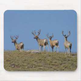 D9 Mule Deer Bucks in Velvet Muismat