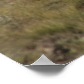 D9 Mule Deer Bucks in Velvet Poster (Hoek)