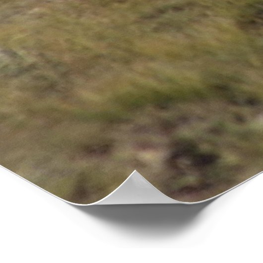 D9 Mule Deer Bucks in Velvet Poster (Hoek)