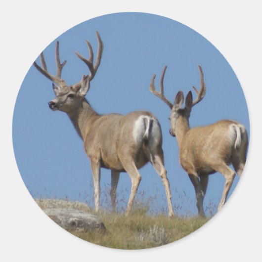 D9 Mule Deer Bucks in Velvet Ronde Sticker (Voorkant)