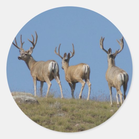 D9 Mule Deer Bucks in Velvet Ronde Sticker (Voorkant)