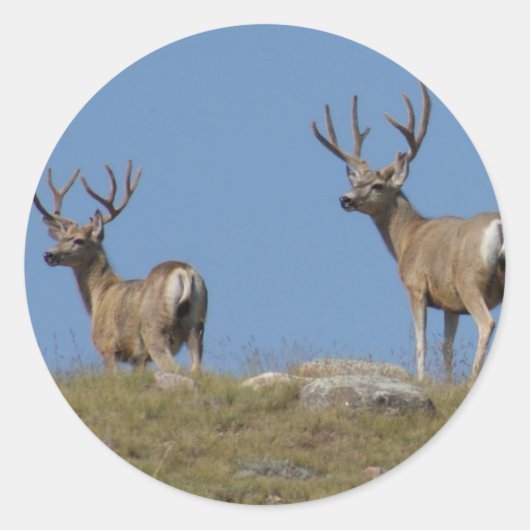D9 Mule Deer Bucks in Velvet Ronde Sticker (Voorkant)