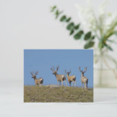 D9 Mule Deer Bucks in Velvet Sky Briefkaart (Staand voorkant)