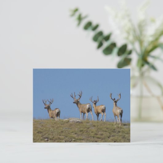 D9 Mule Deer Bucks in Velvet Sky Briefkaart (Staand voorkant)