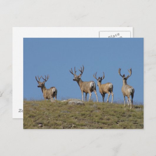 D9 Mule Deer Bucks in Velvet Sky Briefkaart (Voorkant / Achterkant)