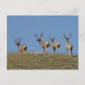 D9 Mule Deer Bucks in Velvet Sky Briefkaart (Voorkant)