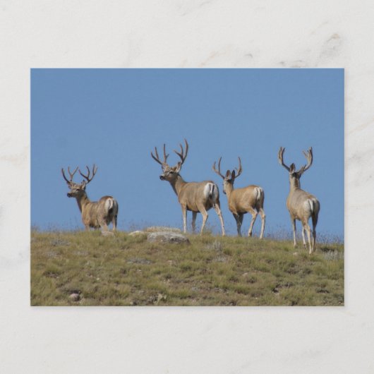 D9 Mule Deer Bucks in Velvet Sky Briefkaart (Voorkant)