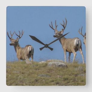 D9 Mule Deer Bucks in Velvet Sky Vierkante Klok