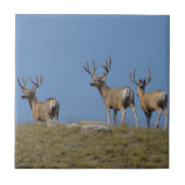 D9 Mule Deer Bucks in Velvet Tegeltje (Voorkant)
