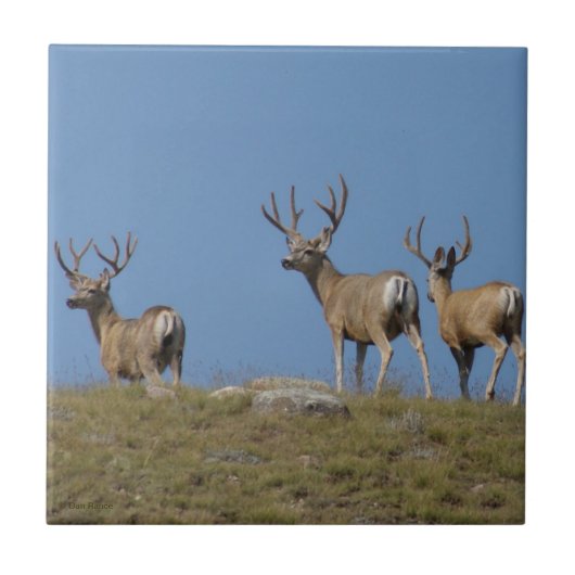 D9 Mule Deer Bucks in Velvet Tegeltje (Voorkant)