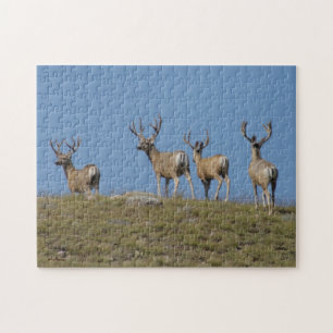 D9 Mule Deer Bucks Sky gelinkt Legpuzzel