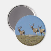 D9 Muleherten in fluweel Magneet (Voorkant / Achterkant)