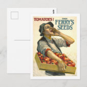 D.M. Ferry  Tomato Seed Advertentie Briefkaart (Voorkant / Achterkant)