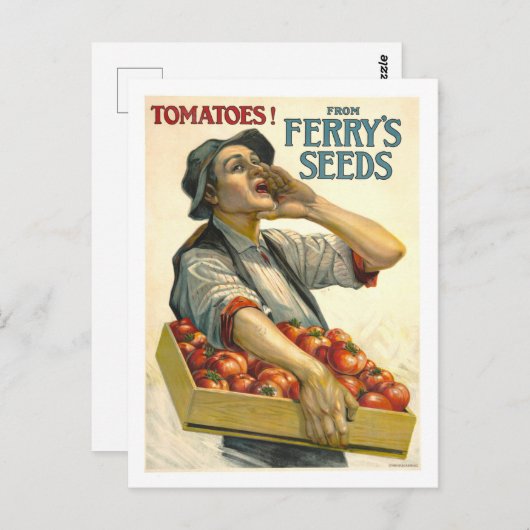 D.M. Ferry  Tomato Seed Advertentie Briefkaart (Voorkant / Achterkant)