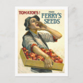 D.M. Ferry  Tomato Seed Advertentie Briefkaart (Voorkant)