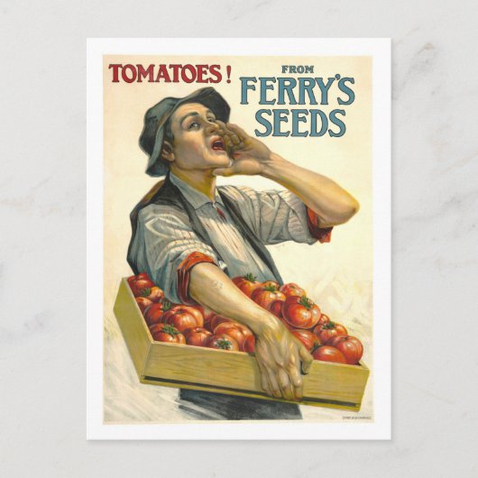 D.M. Ferry  Tomato Seed Advertentie Briefkaart (Voorkant)